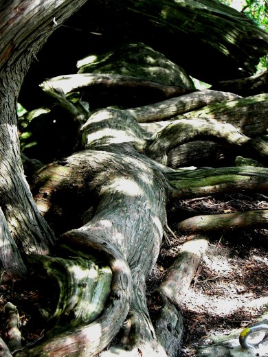 000-wp-salamander-rattlesnake-pt