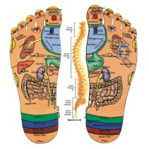 The areas of the feet that correspond to the areas of the body in reflexology.